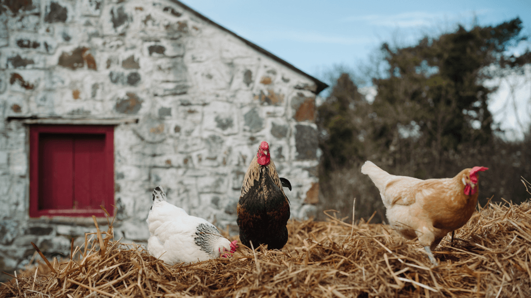 Hens on the farm