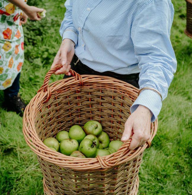 A person wearing a blue shirt carrying a wicker basket with hand-picked green apples inside the basket.