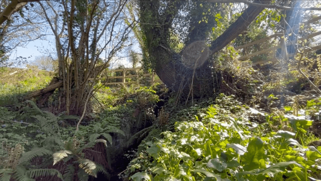 Woodland with stream