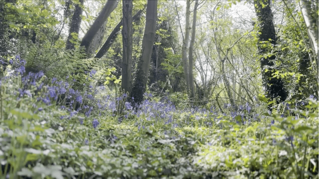 Woodlands with bluebells