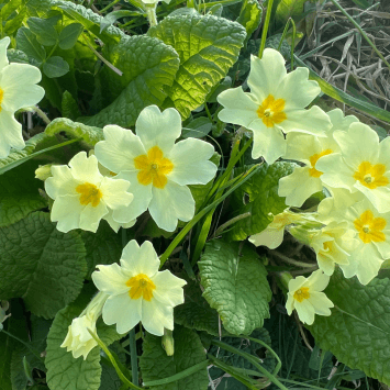 Bunch of primroses
