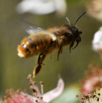 Osmia bicornis (Red Mason Bee)