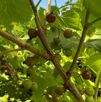 Goosberries growing at Duncrun's kitchen garden