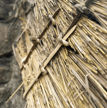 A cross section of thatch showing the wooden pegs holding the layers together. The thatch is about 10 inches thick.