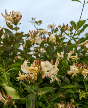 A close-up image of honeysuckle.
