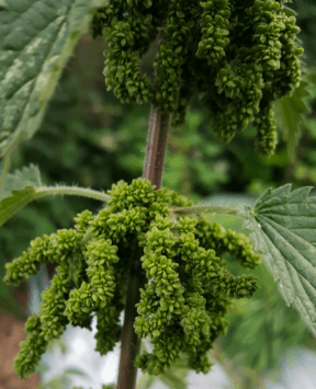 A close-up image of nettle seeds