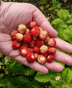 A close-up of wild strawberries.
