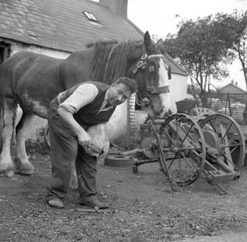 A black and white image of a man looking towards the camera as he shoes a horse.
