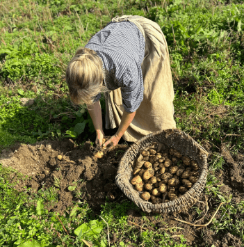 Woman in a field putting harvested potatoes in a basket