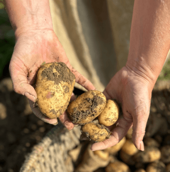 Womans hands holding recently harvested potatoes