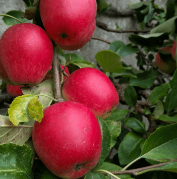 4 Bright red apples attached to their branch.