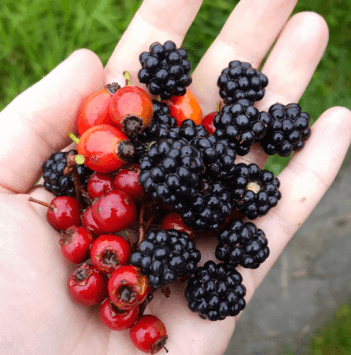 A handful of hawthorn, rosehip, and blackberries.