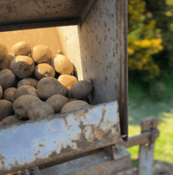 A close-up of a holding area for potatoes on the back of a tractor.