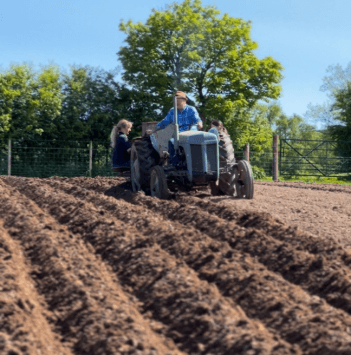 In a field, a tractor plants potatoes.