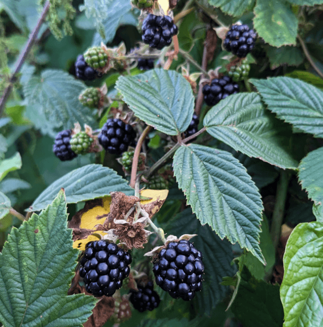 An image of blackberries surrounded by green leaves.