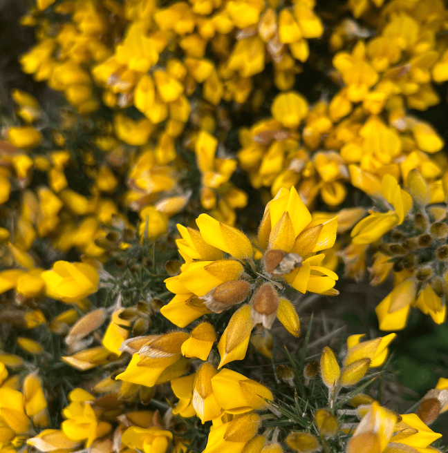 Close up of Gorse plant, yellow and green thorn