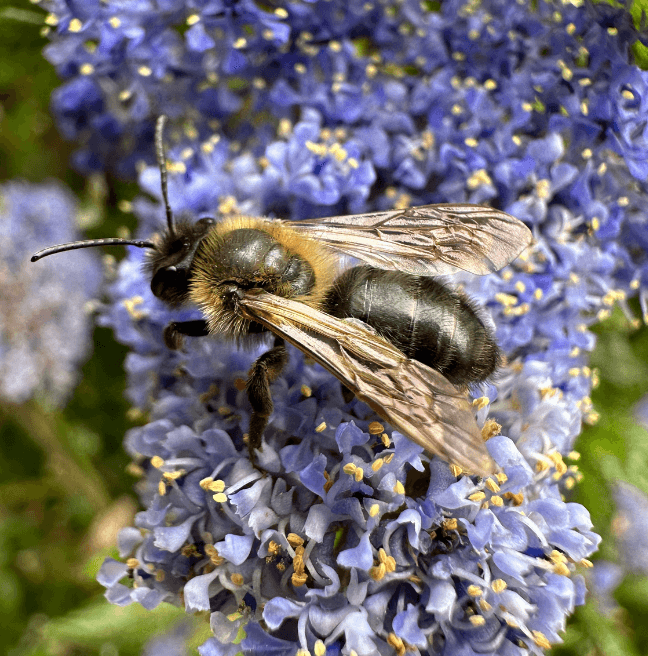 Close up image of a solitary bee