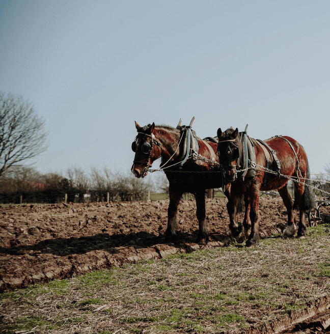 Field, with two horses ploughing