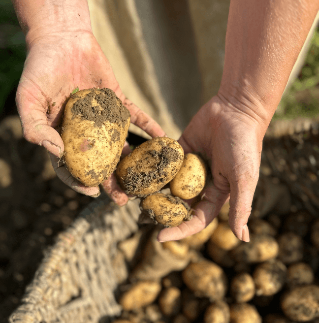 Close up of hands holding newly harvested potatoes
