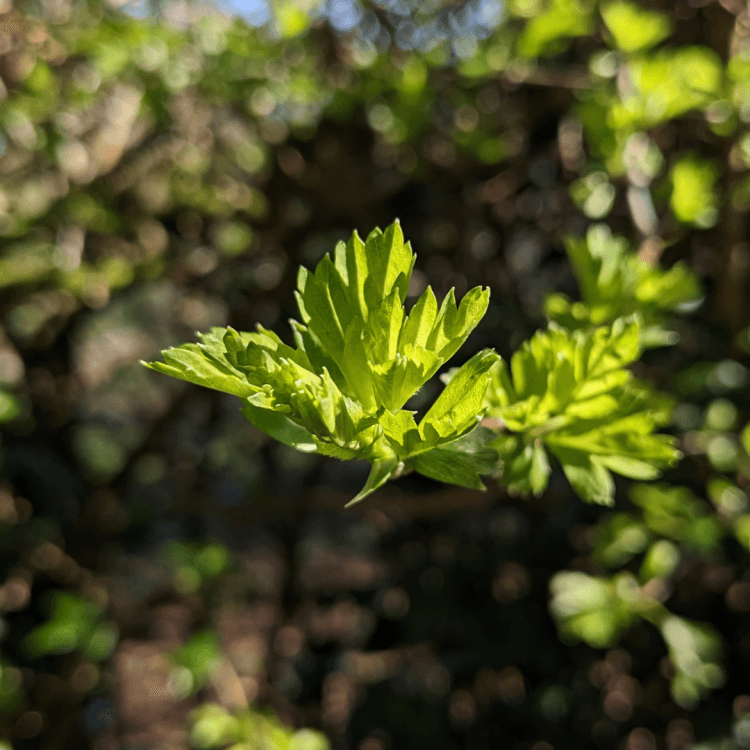 A green leaf in the foreground with a sunlit forest behind the branch.