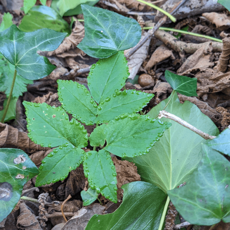 A scene of a forest floor, with a leaf ready to pick 