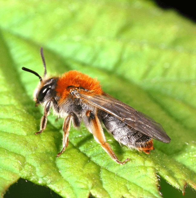 Andrena haemorrhoa (Orange-tailed Mining Bee)