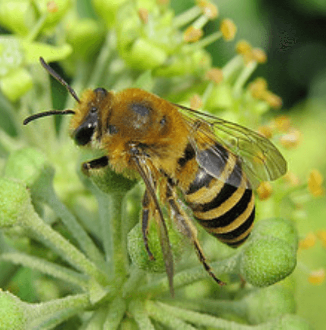 Colletes hederae (Ivy Bee)