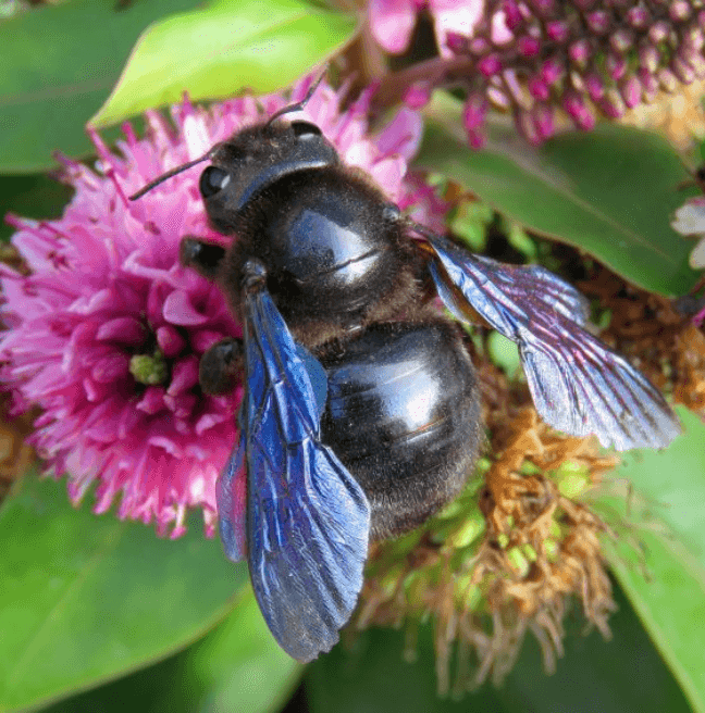 Xylocopa violacea (Violet Carpenter Bee)