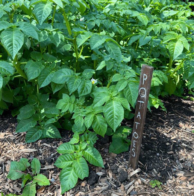 Potatoes growing in a kitchen garden