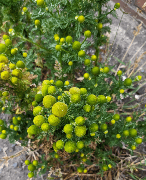 A close-up image of pineapple weed.