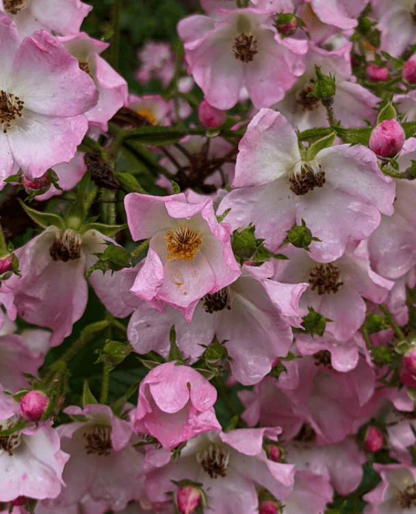 A close-up image of Japanese rose