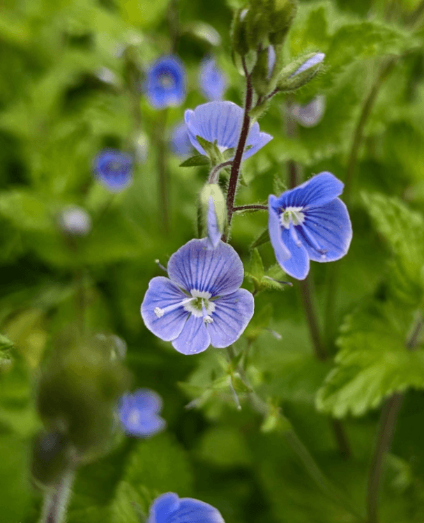 A close-up image of speedwell.