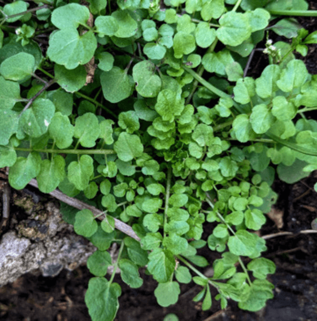 A leafy green plant. It has long stems, with twin circular leaves sprouting from them every few centimetres.