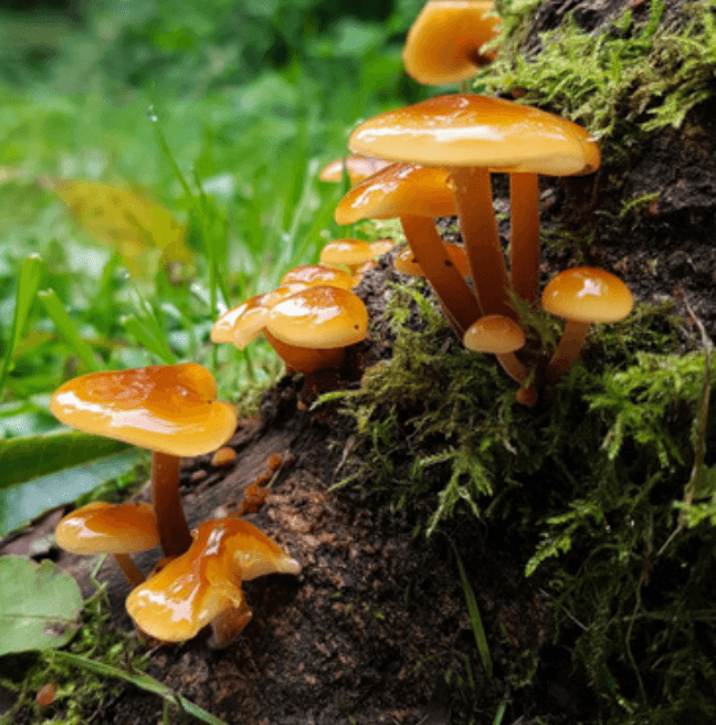 A photo of mushrooms growing on a tree trunk. They are orange-ish and shiny. 