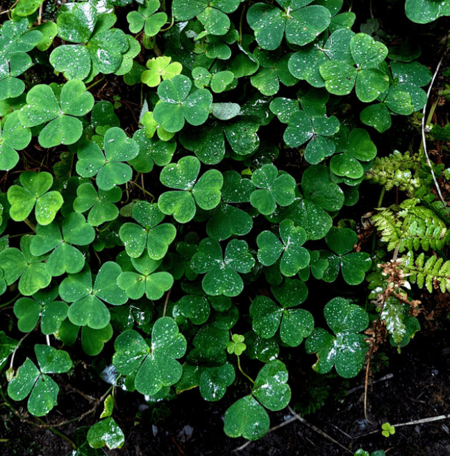 A photo of wood sorrel, a bright green clover-like plant.